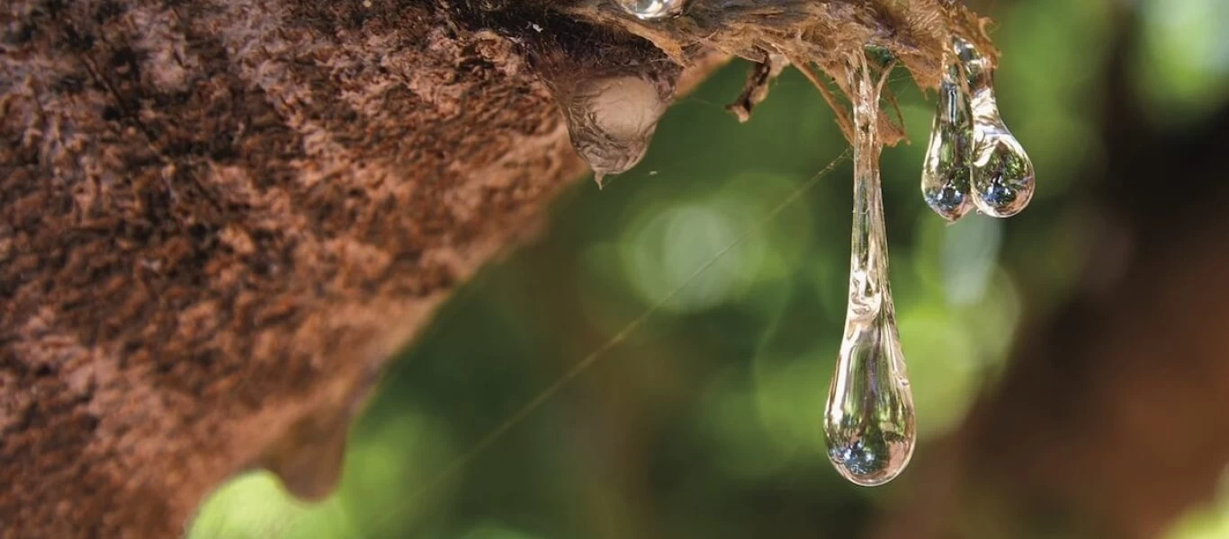 Απίστευτη τουρκική προπαγάνδα για την παραγωγή της... «μαστίχας»: Πώς «μεταμφιέζουν» την ρητίνη...